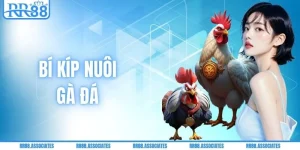 Bí Kíp Nuôi Gà Đá - Công Thức Hay Cho Sư Kê 2026